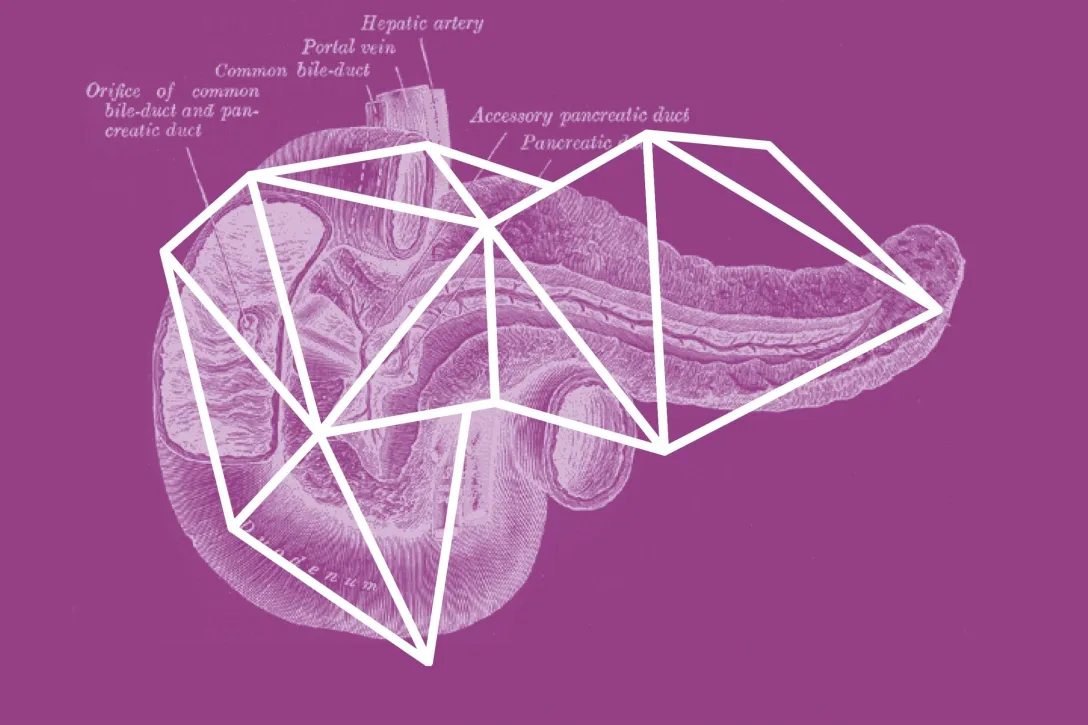 Dreidimensional wirkende Darstellung des menschlichen Pankreas (Bauchspeicheldrüse)